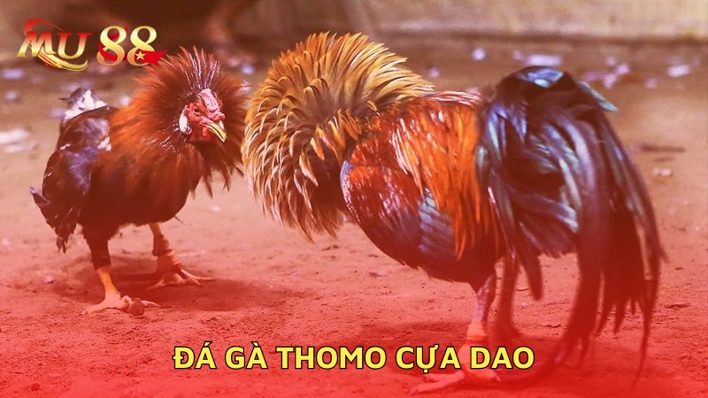 Đá gà Thomo cựa dao